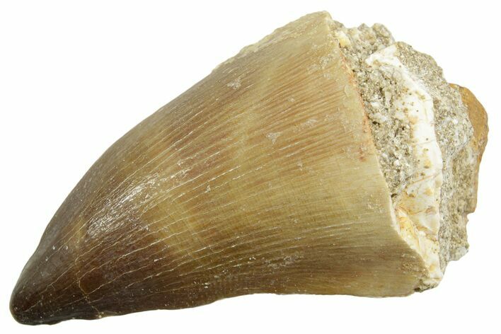Fossil Mosasaur (Thalassotitan) Tooth - Morocco #364050